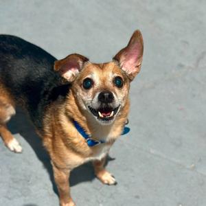 Eli, Chihuahua, senior, available for adoption