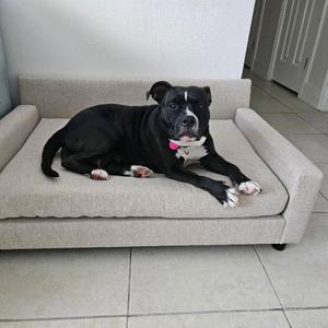A black dog with white markings on its face and paws is lying on a beige pet bed. The dog is wearing a collar with a tag and appears to be resting comfortably.