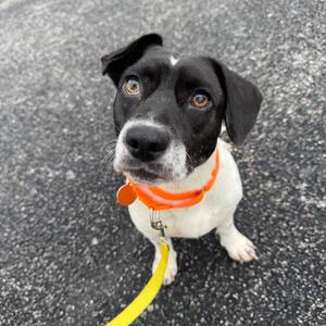 Haba, Beagle, young, available for adoption