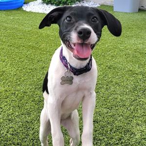 Dolly, Hound, puppy, available for adoption