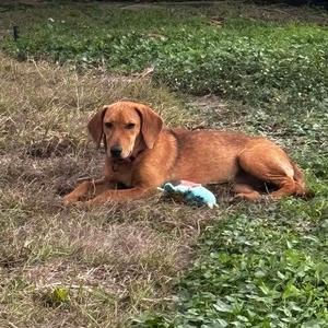 A brown dog lying on grass with a blue toy