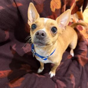 Hannah (Mamacita), Chihuahua, young, available for adoption