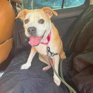 Greta, Mixed Breed (Small), adult, available for adoption