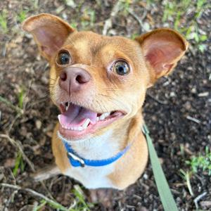 Mort, Chihuahua, adult, available for adoption