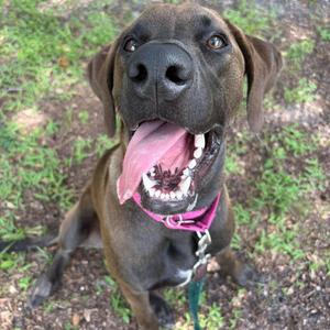 A brown dog with a pink collar is sitting on the ground, looking up with its mouth open and tongue out.