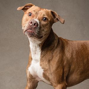 Ginger (Mimi), Mixed Breed (Medium), adult, available for adoption
