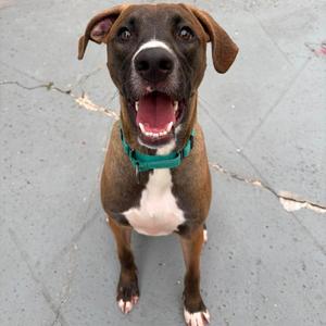 Moose (fka Partridge), Hound, young, available for adoption