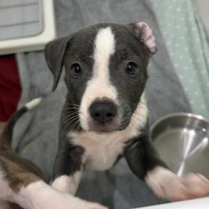 Fred, Terrier, American Staffordshire, puppy, available for adoption