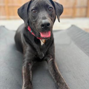 Krystal (Kringle), Retriever, Black Labrador, young, available for adoption