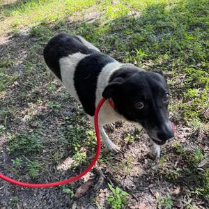 Genevieve, Terrier, adult, available for adoption
