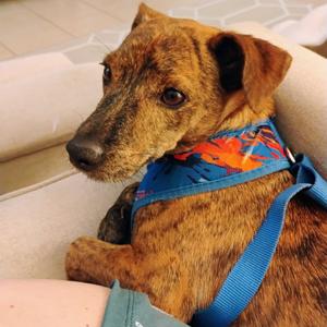 Pretty Boy, Dachshund, young, available for adoption