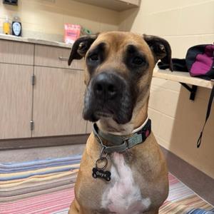 Onyx, Mixed Breed, adult, available for adoption