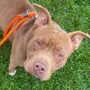 Loki, Mixed Breed, young, available for adoption