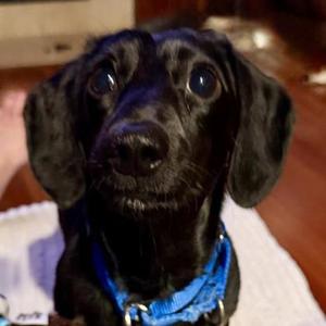 Frank, Mixed Breed, young, available for adoption