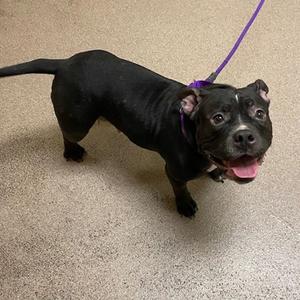 Lucinda, Mixed Breed, adult, available for adoption