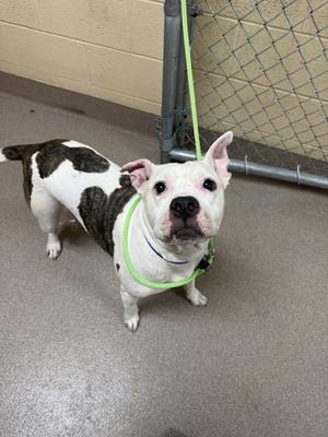 A black and white dog wearing a green collar and leash, standing on a concrete floor in front of a chain-link fence.