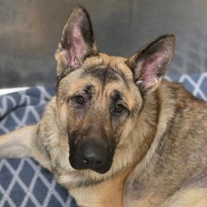 German Shepherd dog lying on a blue and white patterned blanket
