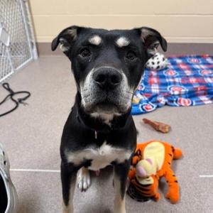 Zeus, Mixed Breed, young, available for adoption