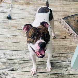 A brown and white dog with a black patch on its back standing on a wooden deck, looking up with its mouth open and tongue out.