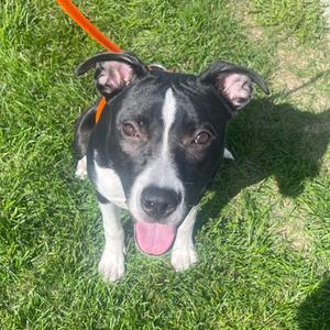 Sevyn, Mixed Breed, young, available for adoption