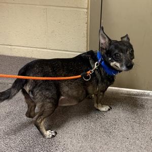 Buddy, Mixed Breed, senior, available for adoption