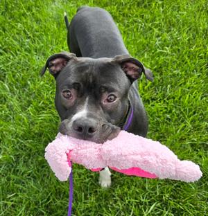 Rambo, Mixed Breed, adult, available for adoption