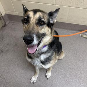 A German Shepherd dog sitting on a gray floor with an orange leash attached to its collar.