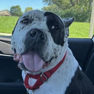 Lilac, Mixed Breed, senior, available for adoption