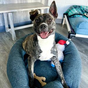Dell, Terrier, adult, available for adoption