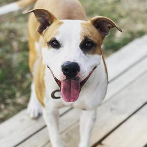A happy dog with a white and brown coat standing on a wooden deck, its tongue out and ears perked up.