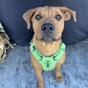 A brown dog wearing a green harness, sitting on a blue surface.