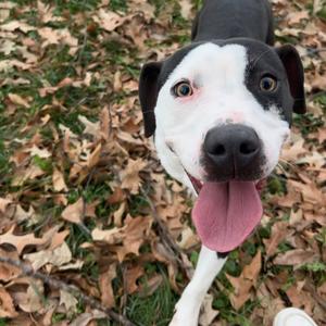 Millie, Terrier, American Pit Bull, young, available for adoption