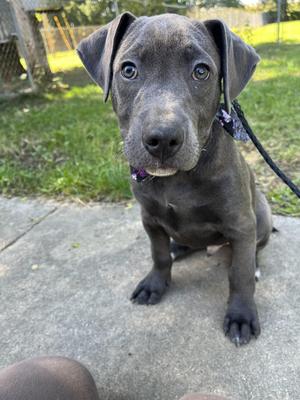 Zuchinni, Labrador Retriever / Pit Bull Terrier, young, available for adoption