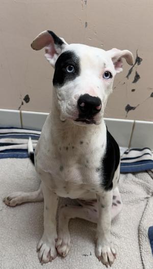 A white dog with black spots and blue eyes sitting on a towel.
