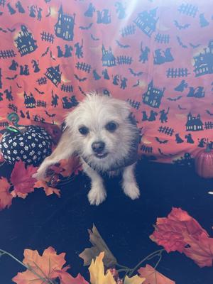 Winnie, Chihuahua, adult, available for adoption