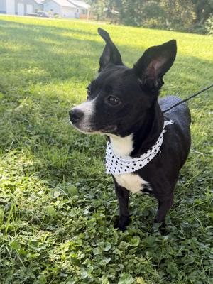 Precious Angel, Jack Russell Terrier, adult, available for adoption