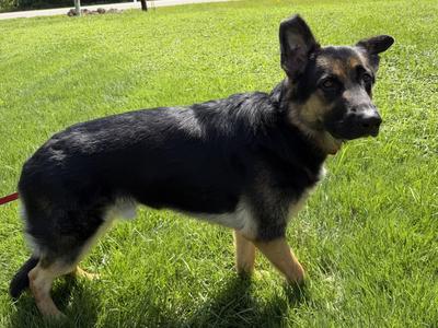 Kiser, German Shepherd Dog, adult, available for adoption