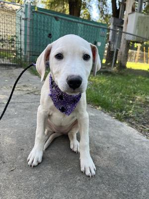 Squash, Labrador Retriever / Pit Bull Terrier, young, available for adoption