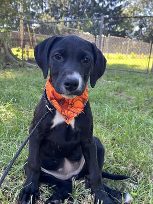 Pumpkin, Labrador Retriever / Pit Bull Terrier, young, available for adoption