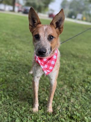 A dog wearing a red and white checkered bandana, standing on a grassy field.