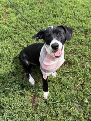 Aurora, Labrador Retriever, adult, available for adoption