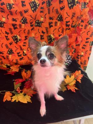 Bernie, Chihuahua, adult, available for adoption
