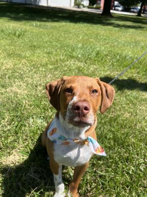 Tank, Labrador Retriever / Pit Bull Terrier, young, available for adoption