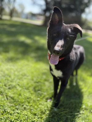 Hank, German Shepherd Dog, adult, available for adoption