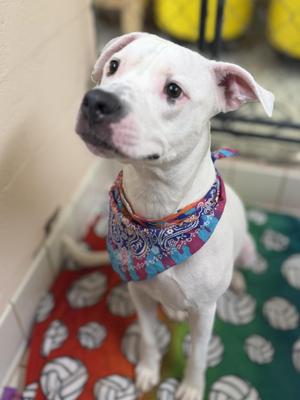 Everest, Pit Bull Terrier, adult, available for adoption