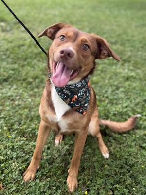 A brown and white dog with a black bandana, sitting on grass and looking up with its tongue out.