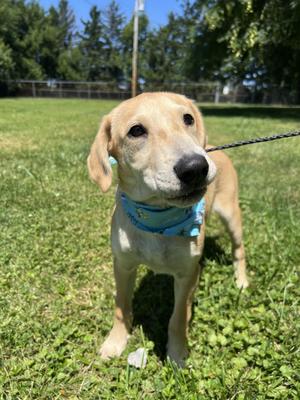 Nanner, Mountain Cur / Collie, young, available for adoption