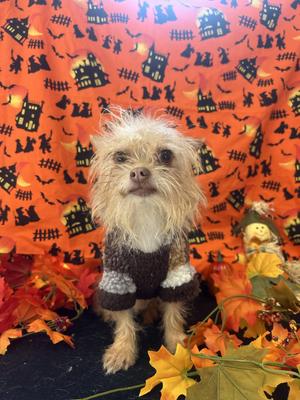 Haywire, Chihuahua, adult, available for adoption