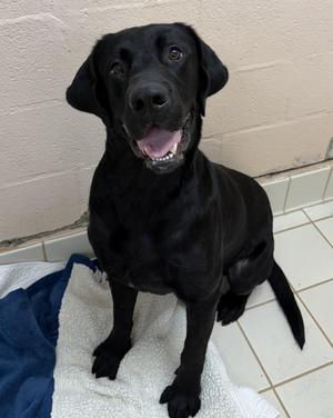 Bobby, Black Labrador Retriever, adult, available for adoption