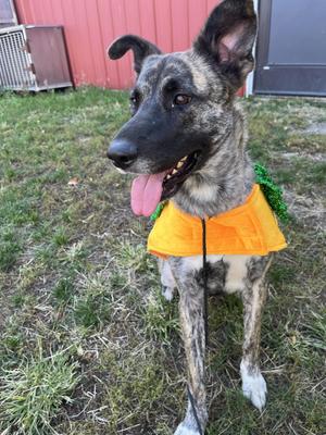 Bella, Shepherd / Cane Corso, adult, available for adoption